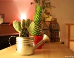 Bild - miss stEgo design Fotografie von einem Kaktus in einer Giskanne