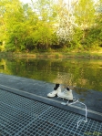 Bild - miss stEgo design Fotografie von Schuhen am Steg eines Leipziger Flusses